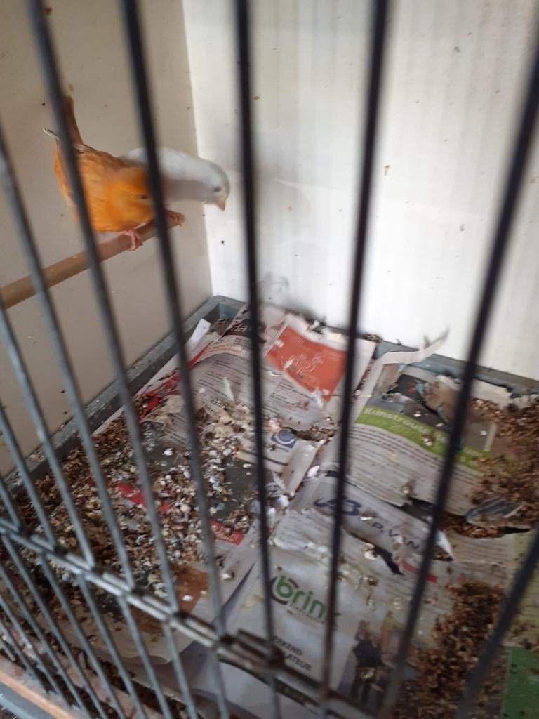 Koppel oranje pop witte man, Dieren en Toebehoren, Vogels | Kanaries, Meerdere dieren, Kleurkanarie