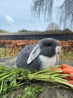 Diverse raszuivere franse hangoren, gevaccineerd,gecastreerd, Meerdere dieren, Groot, Hangoor, 0 tot 2 jaar
