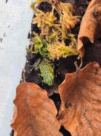 Oophaga pumilio punta laurent 0.0.2, Amfibie, 0 tot 2 jaar