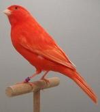 Rode kanarie mannen en poppen schimmel en intensief, Dieren en Toebehoren, Vogels | Kanaries, Meerdere dieren, Kleurkanarie