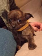 Pupys, 8 tot 15 weken, Meerdere, Meerdere dieren, Nederland