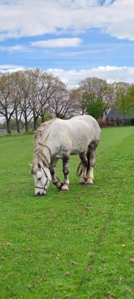 Imposante pecheron van ca 170/175, Dieren en Toebehoren, Paarden, Merrie, 170 tot 175 cm, Recreatiepaard, 7 tot 10 jaar