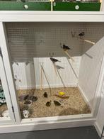 Fife Fancy kanaries, Dieren en Toebehoren, Vogels | Kanaries, Meerdere dieren, Postuurkanarie