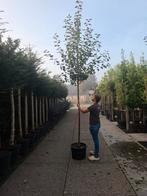 hoogstam fruitbomen appelboom Malus Notaris appel en boskoop, Overige soorten, Lente, Ophalen, Volle zon