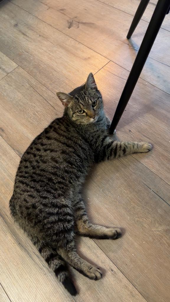 Lieve Pip op zoek naar nieuwe baas, Dieren en Toebehoren, Katten en Kittens | Overige Katten, Poes