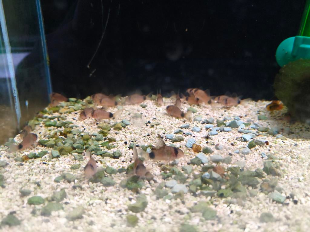 Corydoras panda per stuk € 5.50, Dieren en Toebehoren, Vis, Zoetwatervis, Schoolvis
