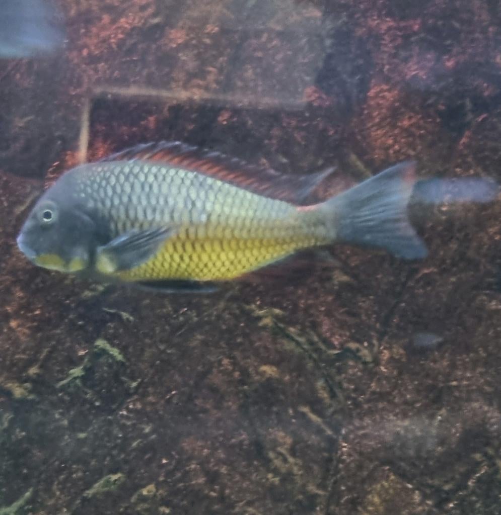 Tropheus Golden Kazumba 2x 10cm, Dieren en Toebehoren, Vissen | Aquariumvissen, Vis, Zoetwatervis, Schoolvis