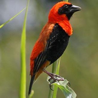 Vlammen- Roodvoorhoofd wever koppel beschikbaar, Dieren en Toebehoren, Vogels | Overige Vogels, Tropenvogel, Meerdere dieren