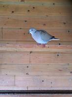 Koppel Lachduiven  wildkleur  te koop, Dieren en Toebehoren, Meerdere dieren, Overige soorten