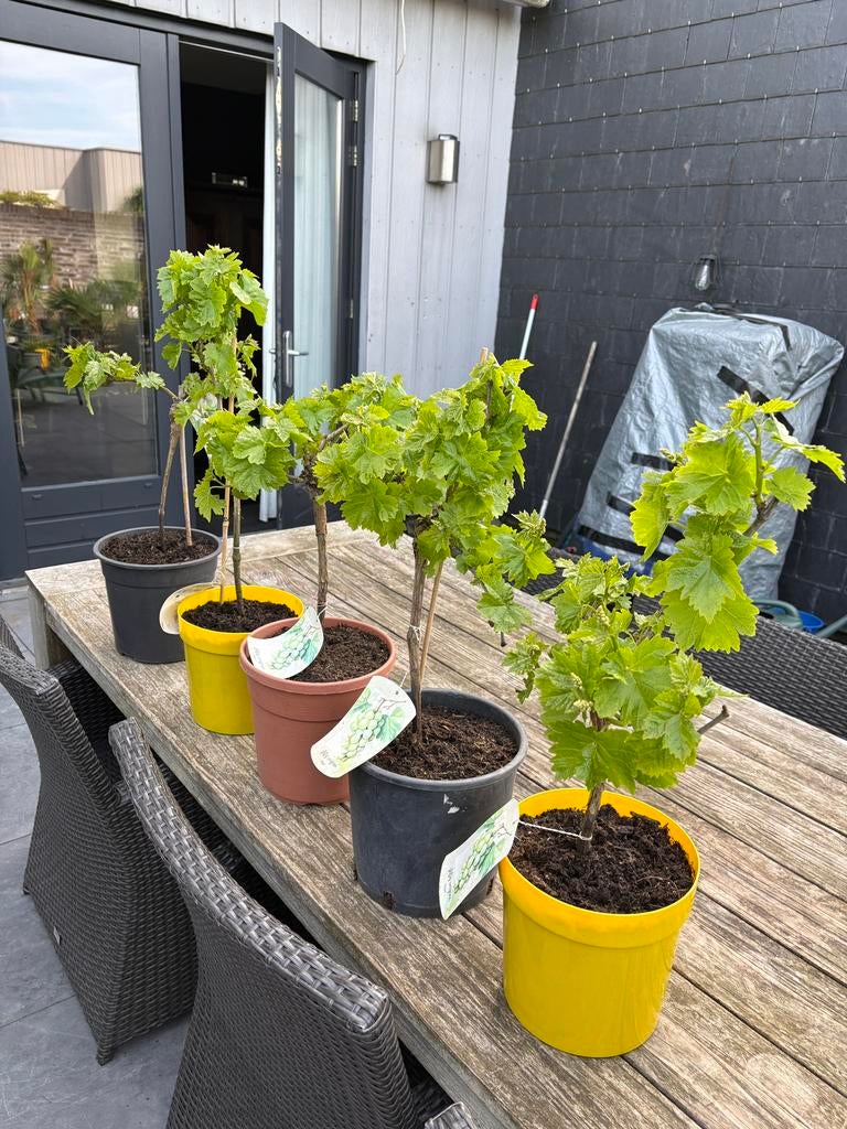 Diverse prachtige druiven bomen / ranken in pot aangeboden!, Ophalen, Minder dan 100 cm, Lente, Overige soorten