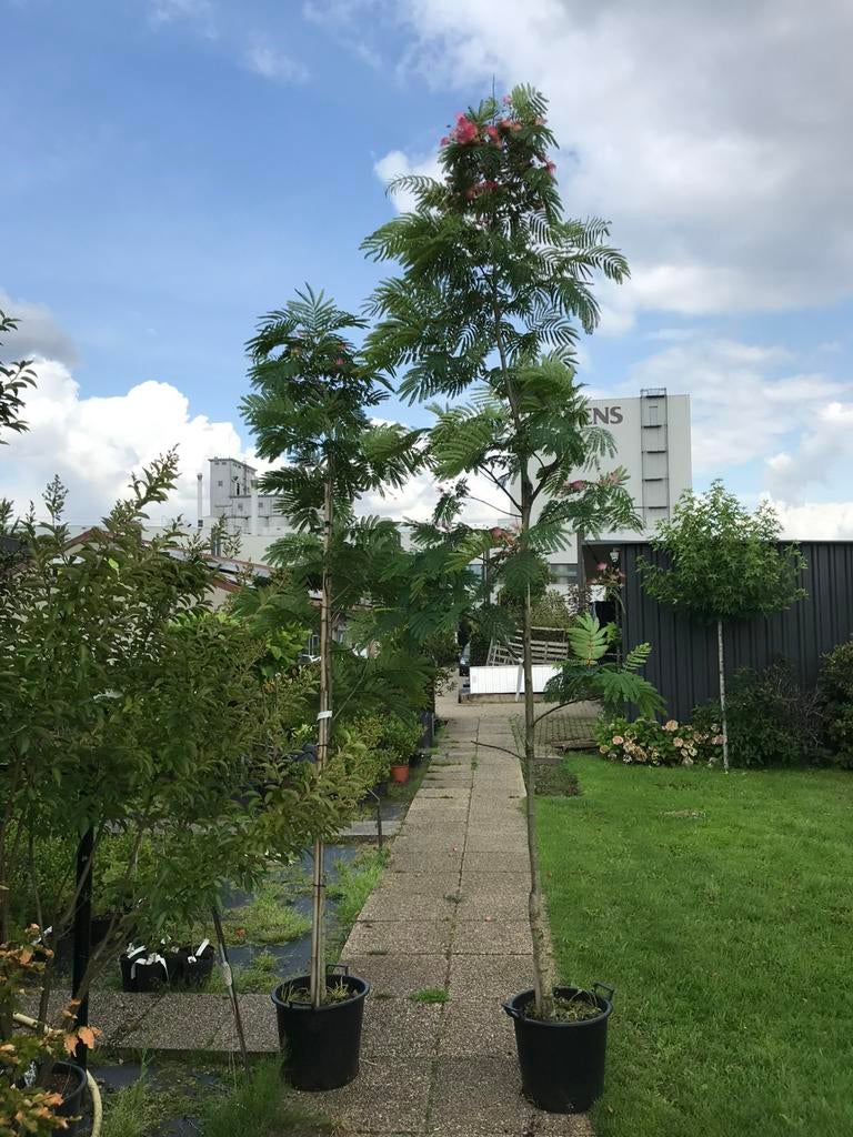 Albizia perzische slaapboom hoogstam uit eigen kwekerij, Tuin en Terras, Overige soorten, Lente, Minder dan 100 cm, Ophalen