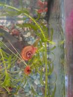 Aquarium slakjes, Dieren en Toebehoren, Ophalen, Nieuw, Leeg aquarium