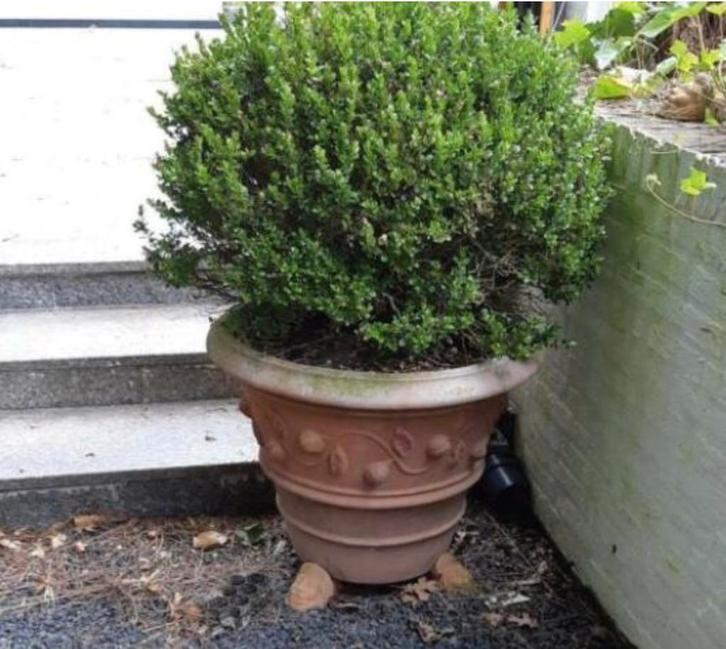 Grote oude Toscaanse terracotta bloempot 72cm, Tuin en Terras, Bloempotten, Zo goed als nieuw, Terracotta, Binnen, Balkon, Tuin