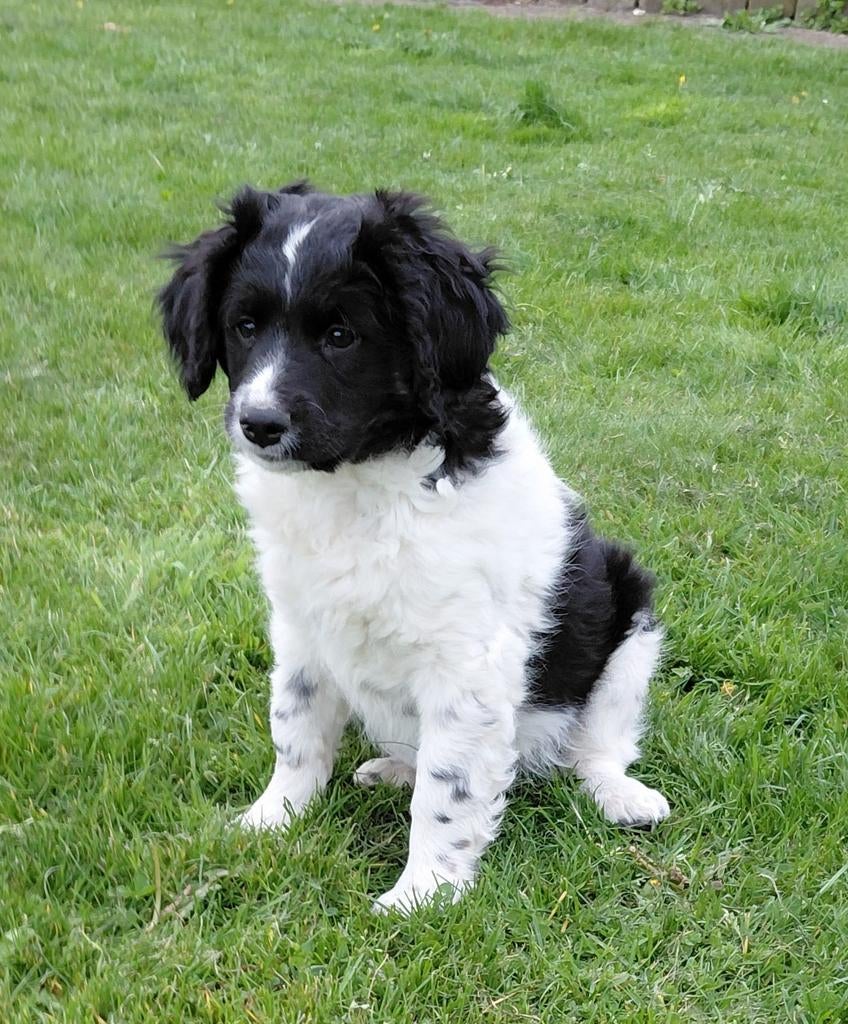 Friese stabij kruising x kooiker pups nog 1 pup beschikbaar, Dieren en Toebehoren, Parvo, Overige rassen, 8 tot 15 weken, Meerdere dieren