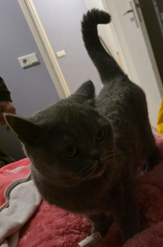 Gucci Britse korthaar, Dieren en Toebehoren, Katten en Kittens | Raskatten | Korthaar, Poes, 0 tot 2 jaar, Gechipt