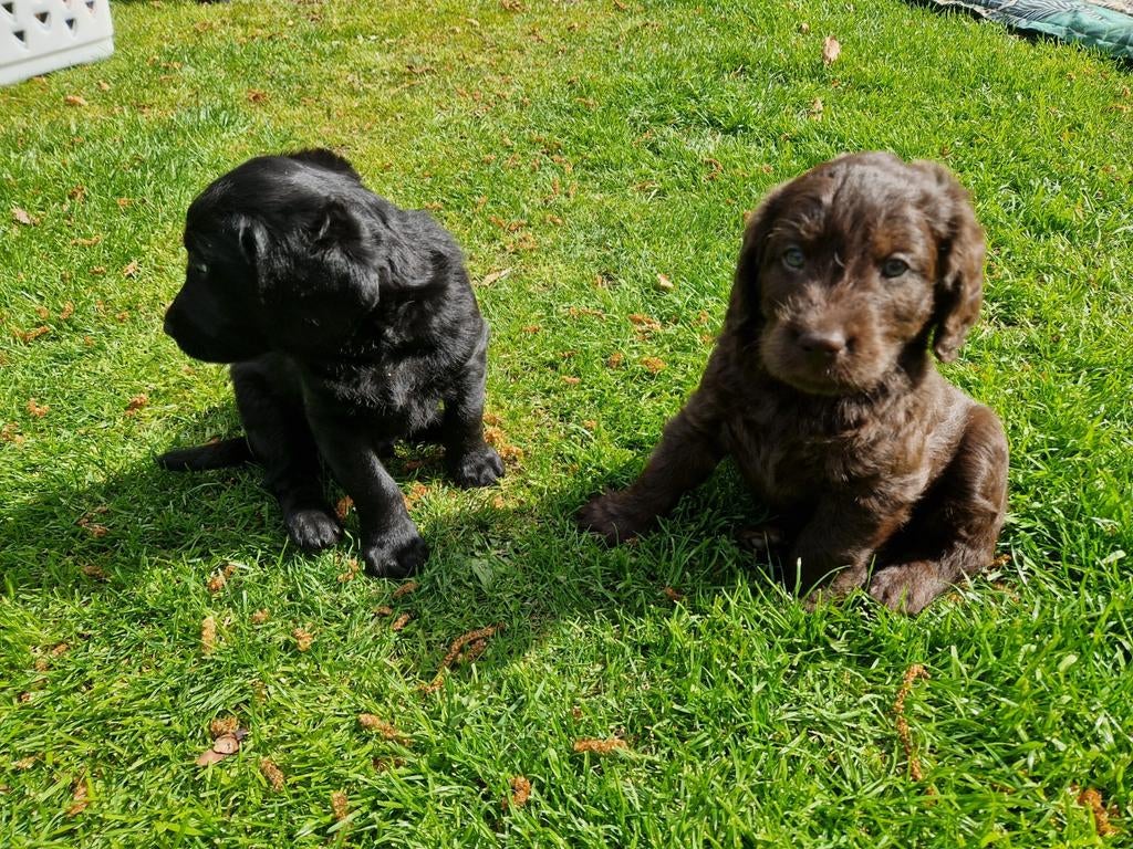 De aller leukste en liefste F1 Labradoodles, Dieren en Toebehoren, Honden | Beagles, Bassets en Lopende honden, 8 tot 15 weken