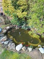 Vijverbak + filterbak en +- 20 vissen, Ophalen