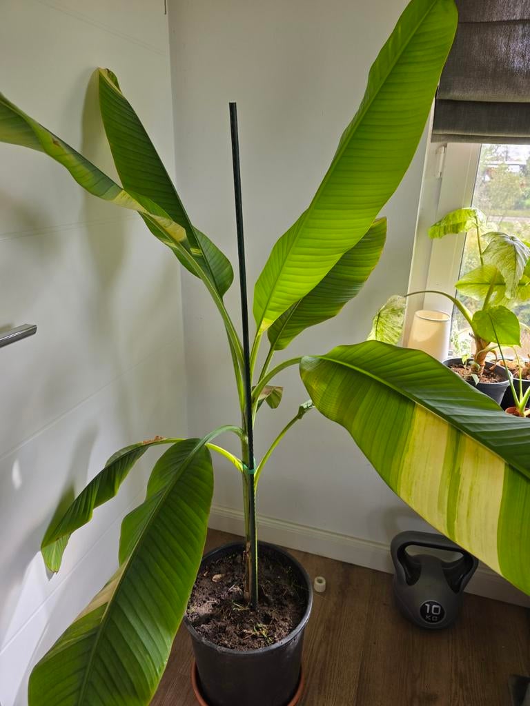 Bananenplant Musa Papua Yellow - 130cm, halfschaduw, Huis en Inrichting, Kamerplanten, Ophalen, 100 tot 150 cm, Overige soorten