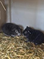 🩵💙Lieve jonge US Teddy cavia beertjes💙🩵, Dieren en Toebehoren, Knaagdieren, Februari, Mannelijk, Cavia