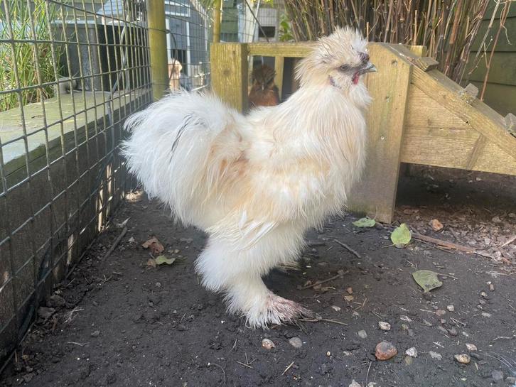 Mooie tamme zijdehoender haan, Dieren en Toebehoren, Pluimvee, Kip, Mannelijk