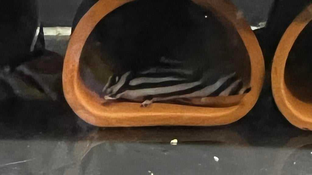 L046, Vis, Zoetwatervis