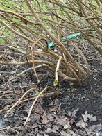Boerenhortensia, Tuin en Terras, Ophalen, Hortensia, Struik, 100 tot 250 cm