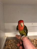 Agapornis, Dieren en Toebehoren, Meerdere dieren, Dwergpapegaai of Agapornis