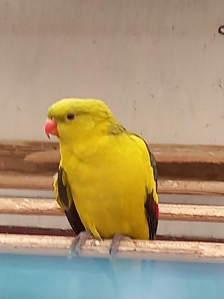 Koppel bergparkieten, Dieren en Toebehoren, Vogels | Parkieten en Papegaaien, Meerdere dieren, Parkiet