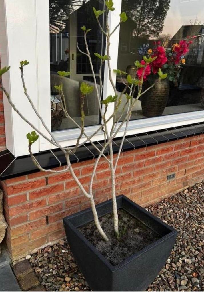 Vijgenstruik, Ophalen of Verzenden, Minder dan 100 cm