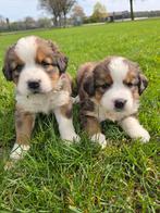 Sint bernard x Berner Sennen pups, Parvo, 8 tot 15 weken, Meerdere, Meerdere dieren