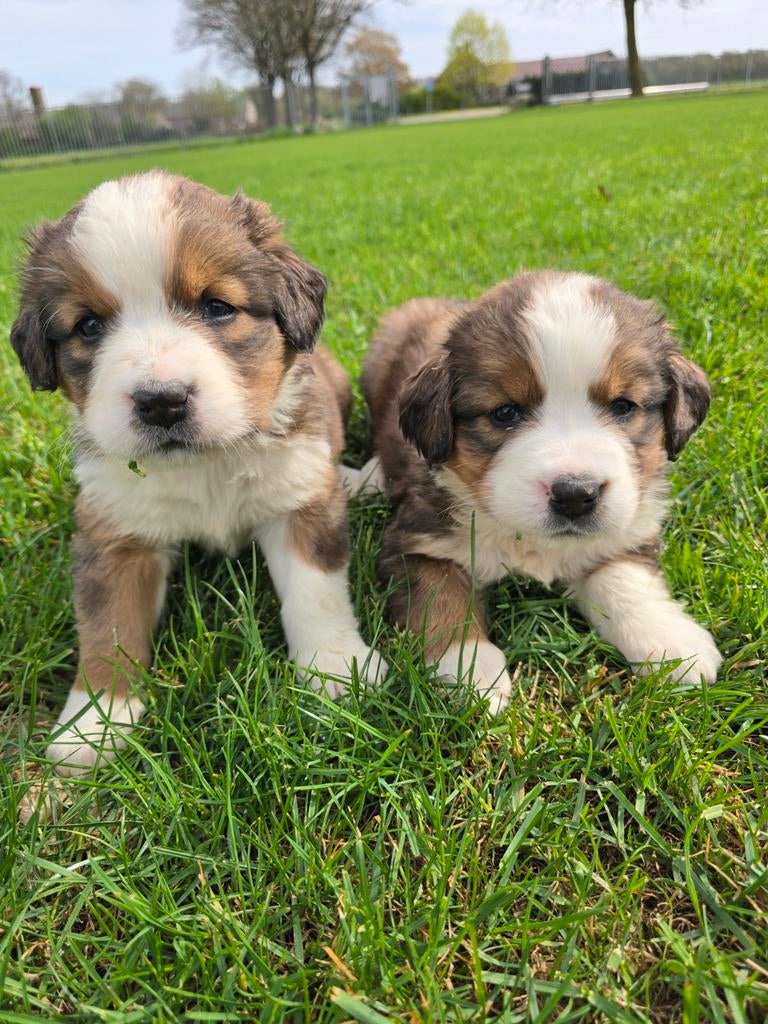 Sint bernard x Berner Sennen pups, Parvo, Overige rassen, 8 tot 15 weken, Meerdere