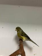 1-1 wilde kanarie, Dieren en Toebehoren, Vogels | Overige Vogels, Meerdere dieren, Wildzangvogel, Geringd