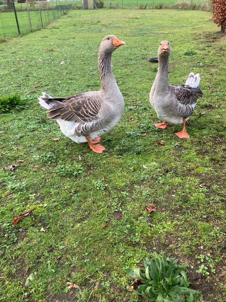2 Toulouse ganzen, Dieren en Toebehoren, Pluimvee, Mannelijk, Gans of Zwaan