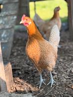 Friese hoen hennen te koop, Dieren en Toebehoren, Pluimvee, Vrouwelijk, Kip