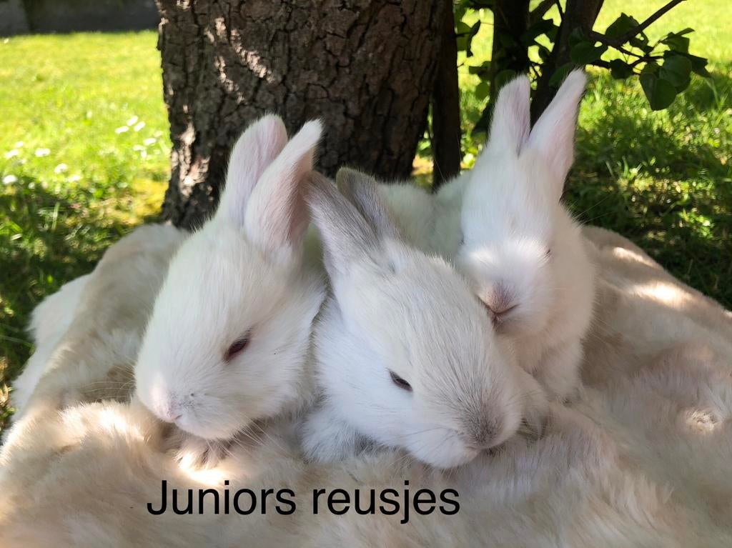 Duitse reus Siam & Albino, Dieren en Toebehoren, Konijnen, Meerdere dieren, Groot