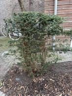 Taxus, Ophalen, Bloeit niet, Halfschaduw, Overige soorten