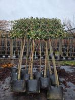 Lei laurier lei linde solitaire bomen. Dak laurier, Tuin en Terras, Planten | Bomen, Ophalen, Halfschaduw, Leiboom, 100 tot 250 cm