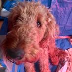 Airedale Terrier puppy's, Overige rassen, 8 tot 15 weken, Parvo, Meerdere