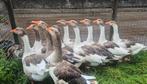Mooie jonge Twentse landganzen te koop!, Dieren en Toebehoren, Pluimvee, Meerdere dieren, Gans of Zwaan