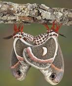 Cecropia Moth (Hyalophora cecropia)  uitverkocht!!, Dieren en Toebehoren, Insecten en Spinnen, Vlinders of Rupsen