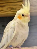 Valkparkiet pop, Dieren en Toebehoren, Vogels | Parkieten en Papegaaien, Vrouwelijk, Parkiet, Geringd