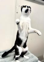 American curl | jonge katten | gezond | stamboom | lief, Meerdere dieren, Kortharig, 0 tot 2 jaar