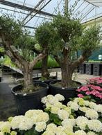 oude grote olijven in pot bonsai olijf olea europea, Olijfboom, Minder dan 100 cm, Ophalen, Volle zon