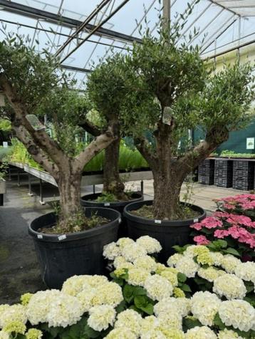oude grote olijven in pot bonsai olijf olea europea beschikbaar voor biedingen