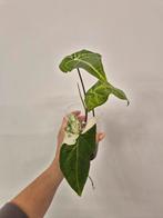 Syngonium Batik Variegata, Ophalen of Verzenden, Halfschaduw, Minder dan 100 cm