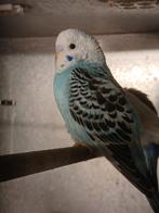 Grasparkiet 8 weken oud, Dieren en Toebehoren, Vogels | Parkieten en Papegaaien, Mannelijk, Parkiet