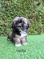 Zeer mooie speelse boomer pups., Dieren en Toebehoren, Overige rassen, CDV (hondenziekte), 8 tot 15 weken, Meerdere