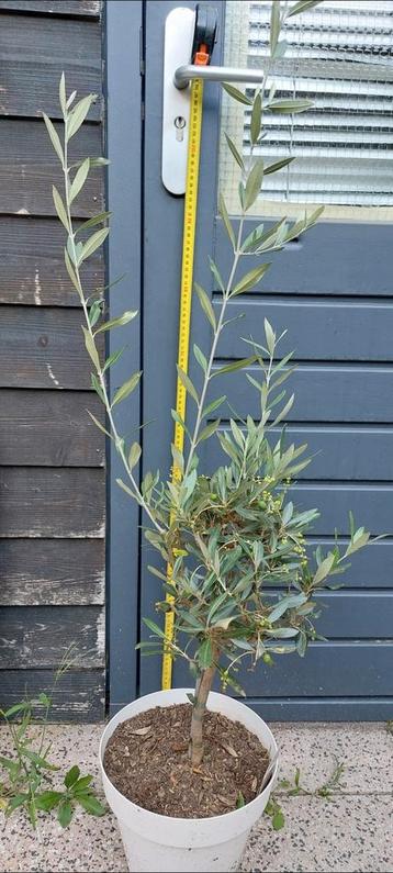 Olijfboom op stam Inclusief mooie pot +/- 110 cm hoog beschikbaar voor biedingen