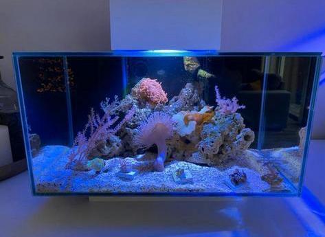 Fluval Edge 23L zeeaquarium, Dieren en Toebehoren, Vissen | Aquaria en Toebehoren, Leeg aquarium, Ophalen