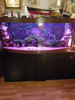 Juwel panorama-aquarium, 150 cmbreed, Ophalen, Gebruikt, Gevuld zoetwateraquarium